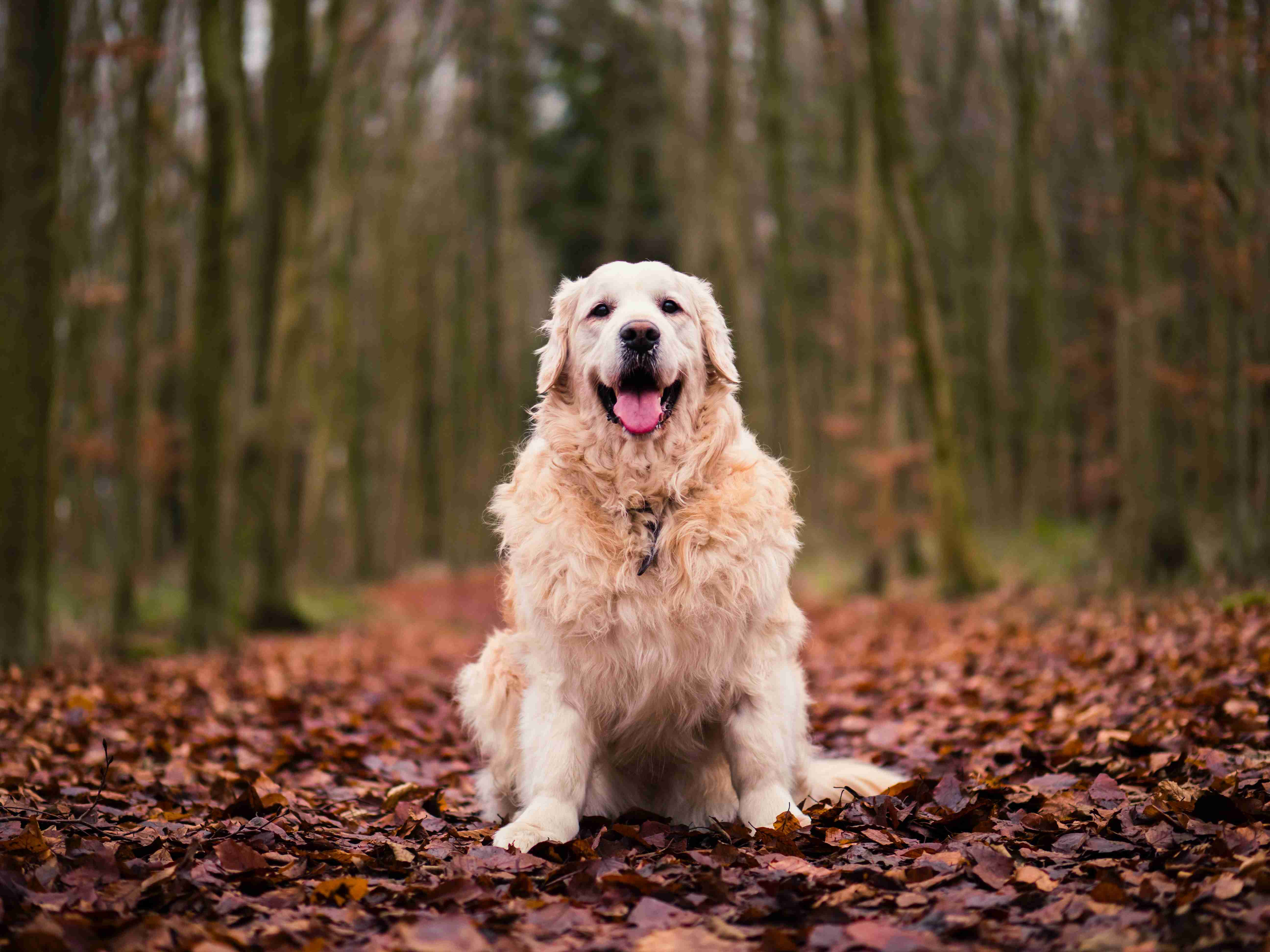 Golden Retriever Grooming 101: Tips to Prevent Coat Matting and Tangling